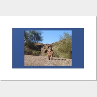 Wild burros, donkeys, wildlife, wild animals Posters and Art